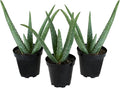 Aloe Vera Plant Live Succulent Plants (3 Pack), Live Aloe Vera Plant Succulents, Live Aloe Plant in Aloe Plant Pot, Aloe Plants Live Indoor Plants, Succulents Live House Plants by Plants for Pets
