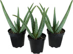 Aloe Vera Plant Live Succulent Plants (3 Pack), Live Aloe Vera Plant Succulents, Live Aloe Plant in Aloe Plant Pot, Aloe Plants Live Indoor Plants, Succulents Live House Plants by Plants for Pets