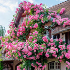 315+ Mixed Color Climbing Rose Rosa Seeds for Planting-Heirloom Garden Vine Home Landscape