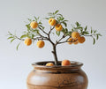 Apricot Bonsai Tree Seedling for Growing - 1 Yr Old Seedling - Great Indoor Plant - Attractive Flowering Bonsai