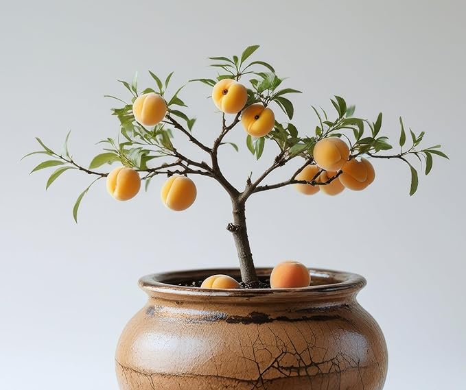 Apricot Bonsai Tree Seedling for Growing - 1 Yr Old Seedling - Great Indoor Plant - Attractive Flowering Bonsai
