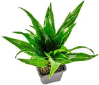 Josh's Frogs Chameleon Vivarium Plant Kit