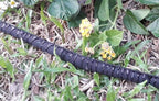 LINEX Flat Soaker Hose 150 ft for Garden Beds, Drip Hose 1/2'' x 75 ft 2 Pack Save Water 80%, Heavy Duty Irrigation Sprinkler Hose