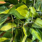 Philodendron Brasil Hanging Basket - Live Plant in an 8 Inch Hanging Basket - Rare and Elegant Indoor Houseplant - Variegated Tropical Masterpiece