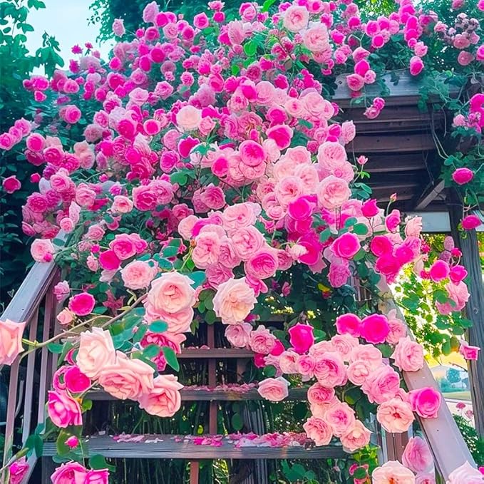 315+ Mixed Color Climbing Rose Rosa Seeds for Planting-Heirloom Garden Vine Home Landscape