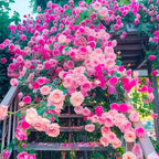 315+ Mixed Color Climbing Rose Rosa Seeds for Planting-Heirloom Garden Vine Home Landscape
