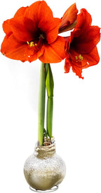 Snow Flecked Waxed Amaryllis Bulb 2-Pack – Gold Wax with Red Blooms – Live Holiday Gift Plant, Easy Care, No Watering Needed