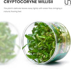 Ultum Nature Systems Cryptocoryne Willisii Tissue Culture Live Plant for Aquarium, Aquascape, Freshwater Fish Tanks - 100% Snail Free in Vitro