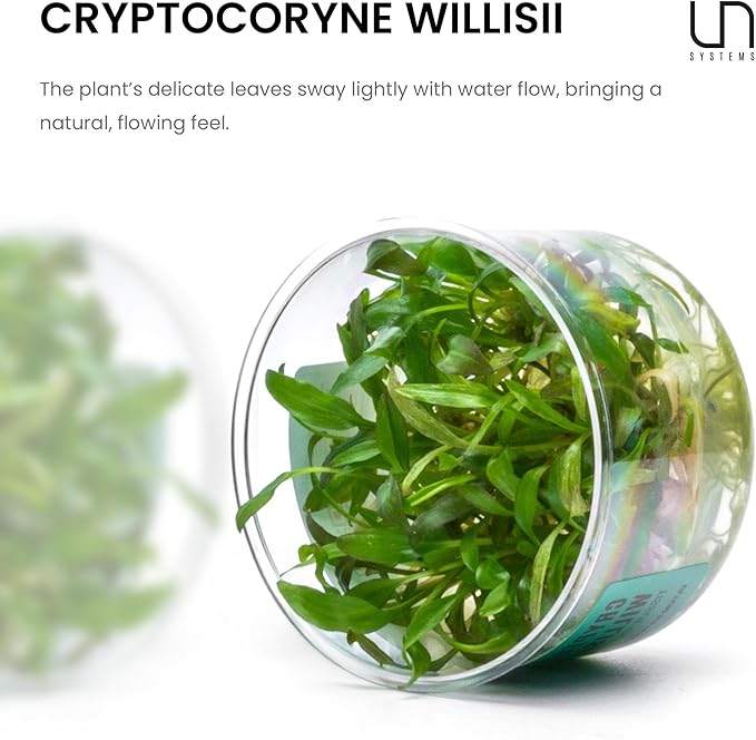 Ultum Nature Systems Cryptocoryne Willisii Tissue Culture Live Plant for Aquarium, Aquascape, Freshwater Fish Tanks - 100% Snail Free in Vitro