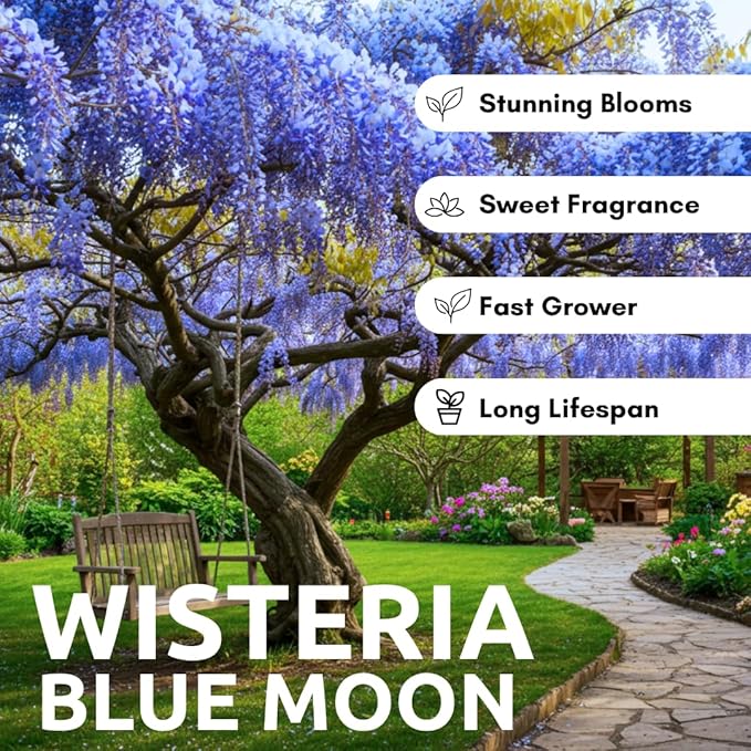 Blue Moon Wisteria Live Tree Seedling – 1 Healthy Plant for Planting – Fast-Growing Vine with Fragrant Lavender-Blue Blooms – Ideal for Trellises, Arbors, and Garden Landscaping