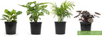 Easy to Grow Houseplants (6 Pack) + Classic Houseplant Collection (4PK) - Home and Office Plant Assortment with Low Maintenance Indoor Plants