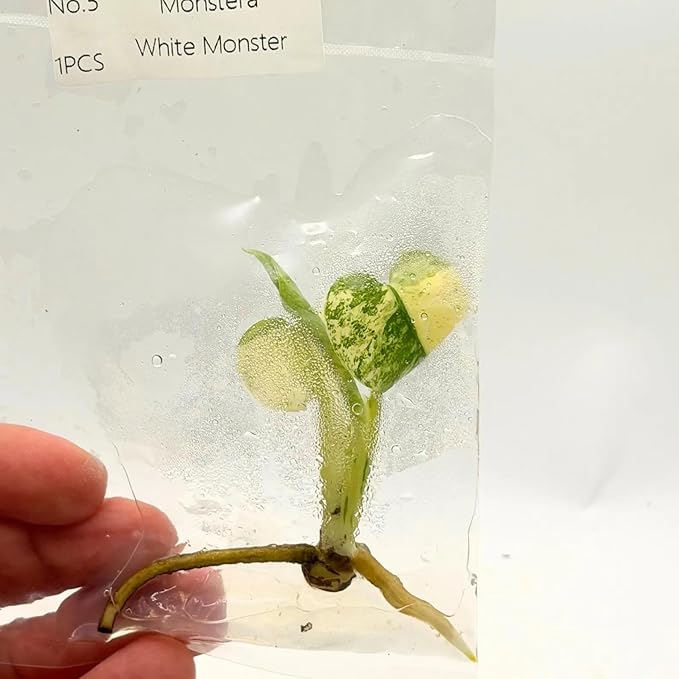 Monstera White Monster Tissue Culture Plant | Monsteras Albo Variegated Plantlet | Indoor Tropical House Plants Gifts | Houseplants (Heat Pack Included)