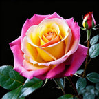 Rare Rose Seeds for Planting, 100+ Perennial Rose Seeds, Non-GMO Heirloom Beautiful Flower for Small Garden Border, Home Outdoor
