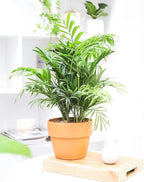 Neanthe Bella Palm (4" Grower Pot) - Air Purifying and Live Healthy Houseplant - Easy to Grow, Easy to Care Indoor Houseplant for Home and Office Decor