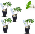 Natural Herbal Live Zero Calorie Sugar Replacement. Stevia Plants. Sweet Leaf, Sugar Leaf, Natural Sugar Substitute Herb, Easy to Grow (4 stevia Cups)