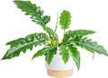 Costa Farms Philodendron Live Plant in Decorative Pot, Large Air Purifying Indoor Houseplant, Assorted Variety, Home, Room, or Office Decor, Great House Warming or Birthday Gift, 2-3 Feet Tall