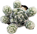 Live Succulent Cactus Plants from USKC (2" Pot) (Mammillaria Gracilis Fragilis 'Thimble Cactus')