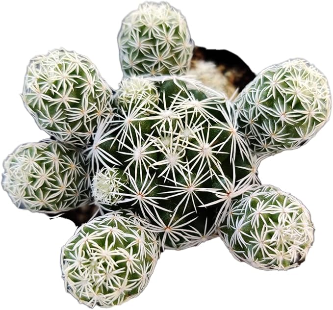 Live Succulent Cactus Plants from USKC (2" Pot) (Mammillaria Gracilis Fragilis 'Thimble Cactus')