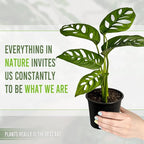 LEAL PLANTS ECUADOR Monstera Adansonii Swiss Cheese Plant (Pack of 2) Indoor houseplant | Live Plant Easy to Grow Indoor| Air Purifying Indoor Plant, Unique Gift for Plant Lovers