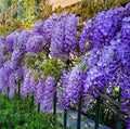 2 Blue Flowering Chinese Wisteria Vines - 12-18" Tall Live Plants - Wisteria Seedlings - Wisteria sinensis - (2 Pack)
