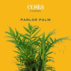 Costa Farms Parlor Palm Live Plant in Decorative Pot, Air Purifying Indoor Houseplant, Perfect for Home, Room, or Office Decor, Great House Warming or Birthday Gift, 14-18 Inches Tall