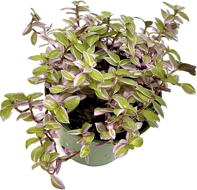 Live Succulents 3.5 Inch Pink Lady Callisia Repens with Hanging Basket - Turtle Vine Succulents Live - Fully Rooted Easy to Grow Houseplants for Home Office Wedding Decor & Gift (Heat Pack Included)