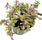 Live Succulents 3.5 Inch Pink Lady Callisia Repens with Hanging Basket - Turtle Vine Succulents Live - Fully Rooted Easy to Grow Houseplants for Home Office Wedding Decor & Gift (Heat Pack Included)