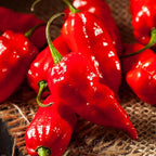 Bonnie Plants Red Ghost Pepper 19.3 oz. 4-Pack