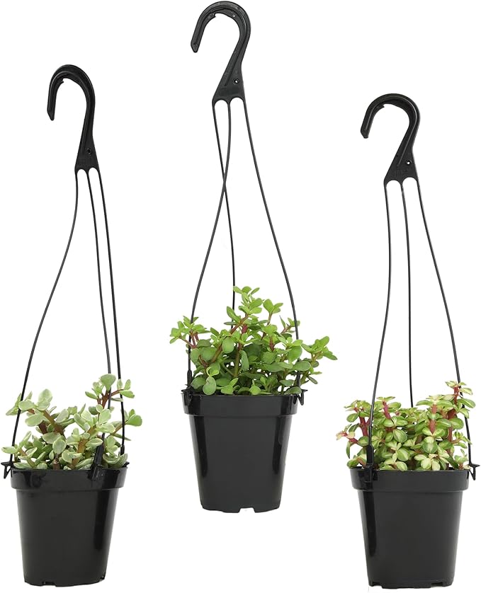 Altman Plants Hanging Succulents (3PK) in 3.5" Hanging Baskets for Plants, String of Pearls, Calico Kitten Crassus, Portulacaria Afra, Trailing Live Succulents Plants & House Plants in Succulent Soil