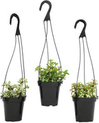 Altman Plants Hanging Succulents (3PK) in 3.5" Hanging Baskets for Plants, String of Pearls, Calico Kitten Crassus, Portulacaria Afra, Trailing Live Succulents Plants & House Plants in Succulent Soil