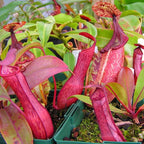 150+ Nepenthes Seeds - Tropical Carnivorous Plants, Unique Pitcher Shapes for Balcony & Garden Decoration, Moisture -Tolerant Easy Care