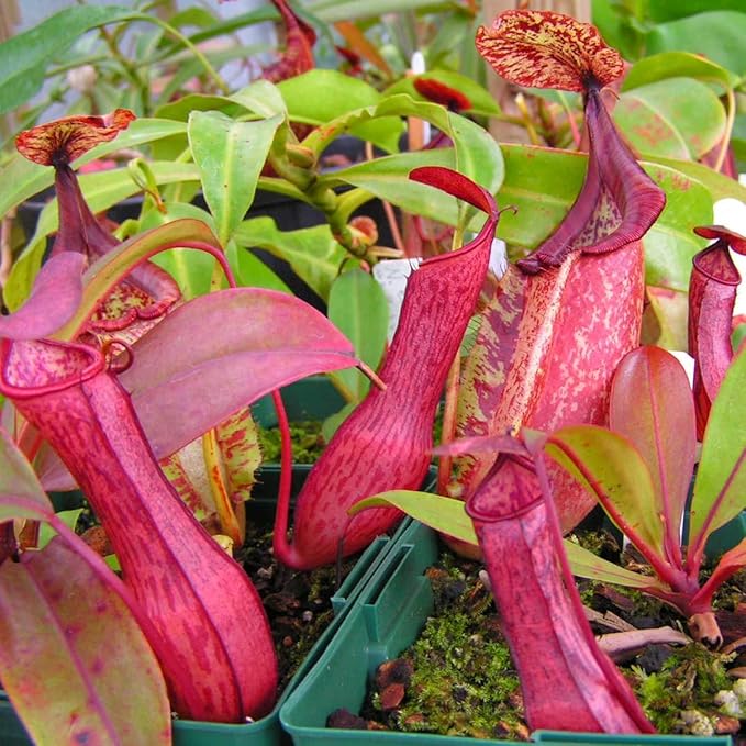 150+ Nepenthes Seeds - Tropical Carnivorous Plants, Unique Pitcher Shapes for Balcony & Garden Decoration, Moisture -Tolerant Easy Care