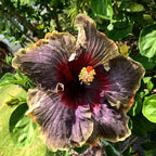 20PCS Rare Black Pink Purple Hibiscus Seeds"Black Rainbow" Giant Flower Tropical Seeds Hibiscus Tree Seeds for Flower Potted Plants