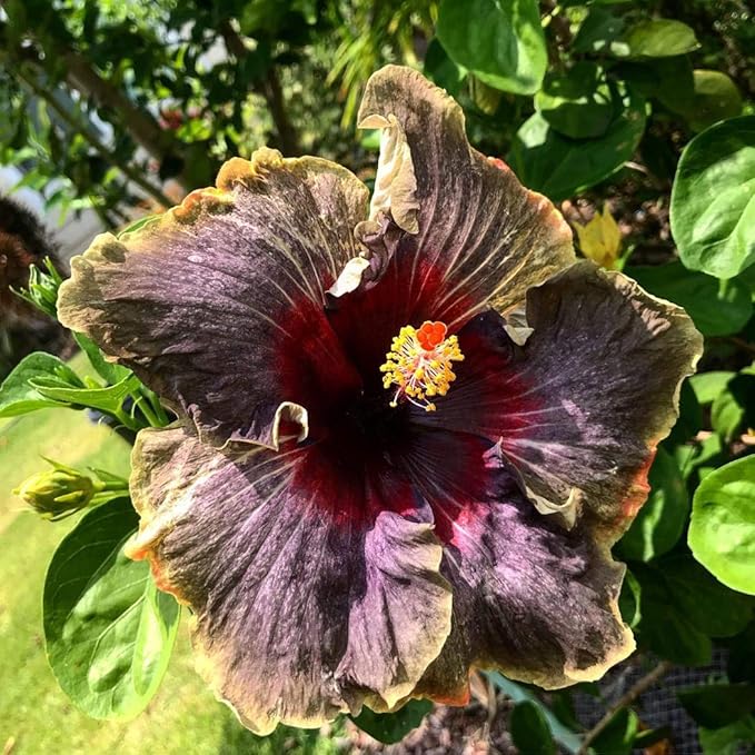 20PCS Rare Black Pink Purple Hibiscus Seeds"Black Rainbow" Giant Flower Tropical Seeds Hibiscus Tree Seeds for Flower Potted Plants