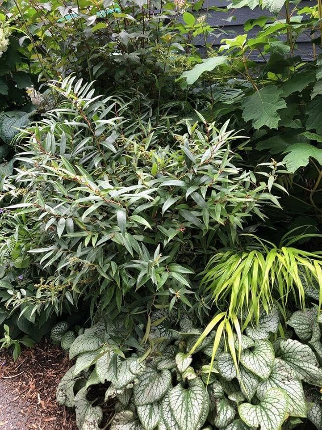 ReJoyce Coast Leucothoe – Evergreen Shrub for Shade Gardens, Borders & Containers – Fragrant, Deer-Resistant, Pet Safe – Low Maintenance, Attractive Foliage & Blooms 1 Gallon