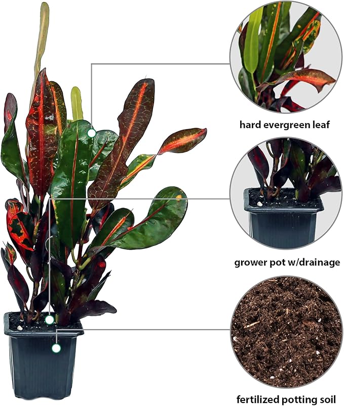 12 Pack Live Croton Mammy, Indoor Potted Variegated Plant, Office Plant Mom Dad Gift, Get Well Houseplant in 3" Pot