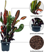 12 Pack Live Croton Mammy, Indoor Potted Variegated Plant, Office Plant Mom Dad Gift, Get Well Houseplant in 3" Pot