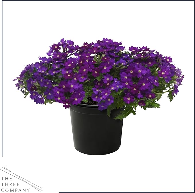 Live Flowering Verbena - Popping Purple (2 Plants Per Pack) - Healthy Flowering Plant - Beautiful Spring Color - 10" Tall by 5" Wide in 1Qt Pot
