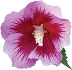 Proven Winners 2 Gal. Purple Pillar Rose of Sharon (Hibiscus) Shrub