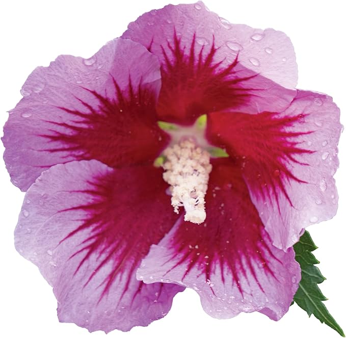 Proven Winners 2 Gal. Purple Pillar Rose of Sharon (Hibiscus) Shrub
