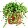 Sprout N Green String of Pearls, Live Succulent Fully Rooted in 2" Pot, Trailing Plant for Home Office Wedding Hanging Decor DIY Project Party Favor, Keep Away from Pets, Garden Beginners Friendly