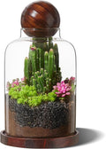 Yangbaga Large Glass Terrarium Succulent Plant Terrarium House for Plant/Moss Ball/Glass Fish Tank Table with Wood Base & Ball lid Office Home Decoration