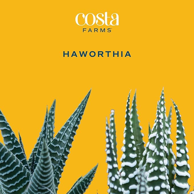 Costa Farms, Succulents, Fully Rooted, Live Indoor Plant, 2.5-Inch Haworthia, in Grower's Pot, 4-Pack