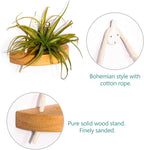 MITIME air plant holder, small air plant display stand. Wall mount to save space, wall decoration. (Plants not included) (Set of 6)
