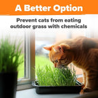 HOME GROWN Cat Grass Seeds 4 oz Oat & Barley Mix – Indoor Cat Grass Refill Kit – Digestive Green Grass for Pets – Heirloom Seeds for Cats’Health & Wellness (Dactylis glomerata)