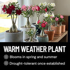 Mixed Color Desert Rose Seeds | Easy to Grow Adenium Obesum - Exotic Bonsai Plant (30 Seeds) - Drought Tolerant - Exotic Flowering Bonsai Succulent for Indoor & Outdoor Growing