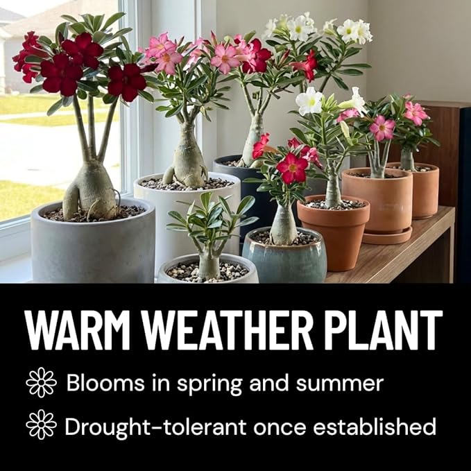 50 Seeds Adenium Obesum Seeds (Desert Rose) – Grow Exotic Caudex Succulent Flowering Plant for Indoor Bonsai or Outdoor Patio – Drought Tolerant, Pink Blooming Ornamental Plant for Containers