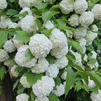 Snowball Bush Live Plant 4 Inch Pot, Snowball Viburnum Tree 6-10 Inch Tall, Flowering Shrub for Outdoor Garden and Landscape