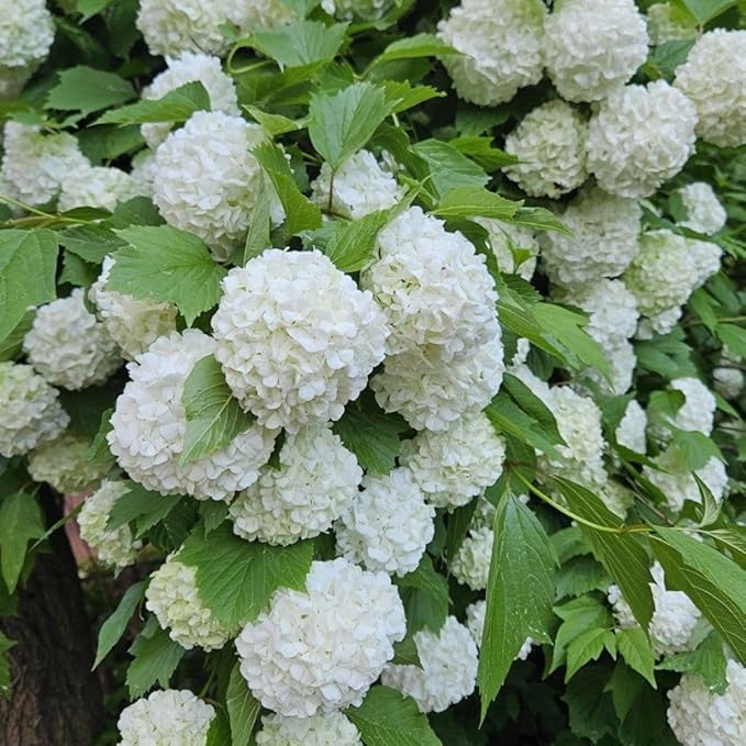 Snowball Bush Live Plant 4 Inch Pot, Snowball Viburnum Tree 6-10 Inch Tall, Flowering Shrub for Outdoor Garden and Landscape