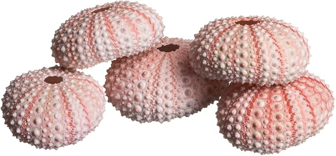 Nautical Crush Trading Sea Urchins Shells for Air Plants - 5 Pink (1-2") Sea Urchin Shells - Hanging Air Plant Holder - Air Plants Live Holders - No Plants Included